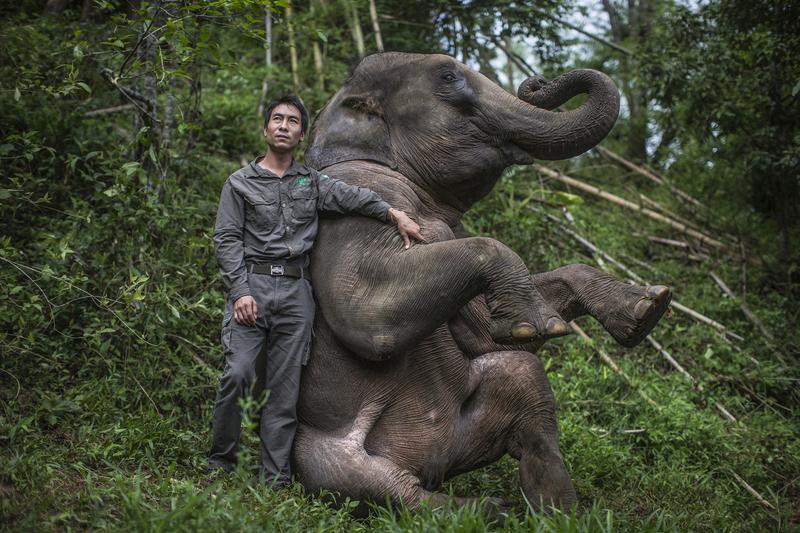 1月23日，西双版纳野生动物园小象被员工用金属锁殴打一事闹得沸沸扬扬。网友发布的
