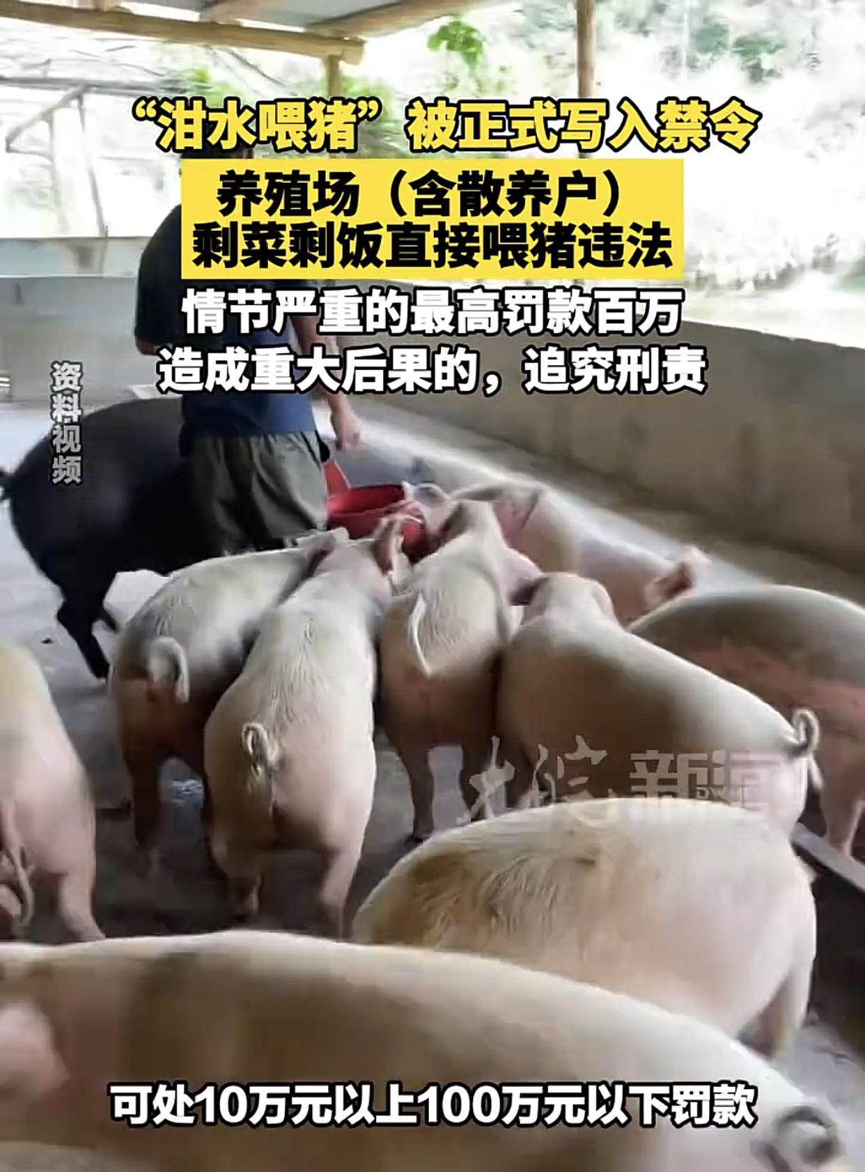 慎用泔水，8月15日，泔水喂猪，罚10-100万！这个真该禁，早餐，中午
