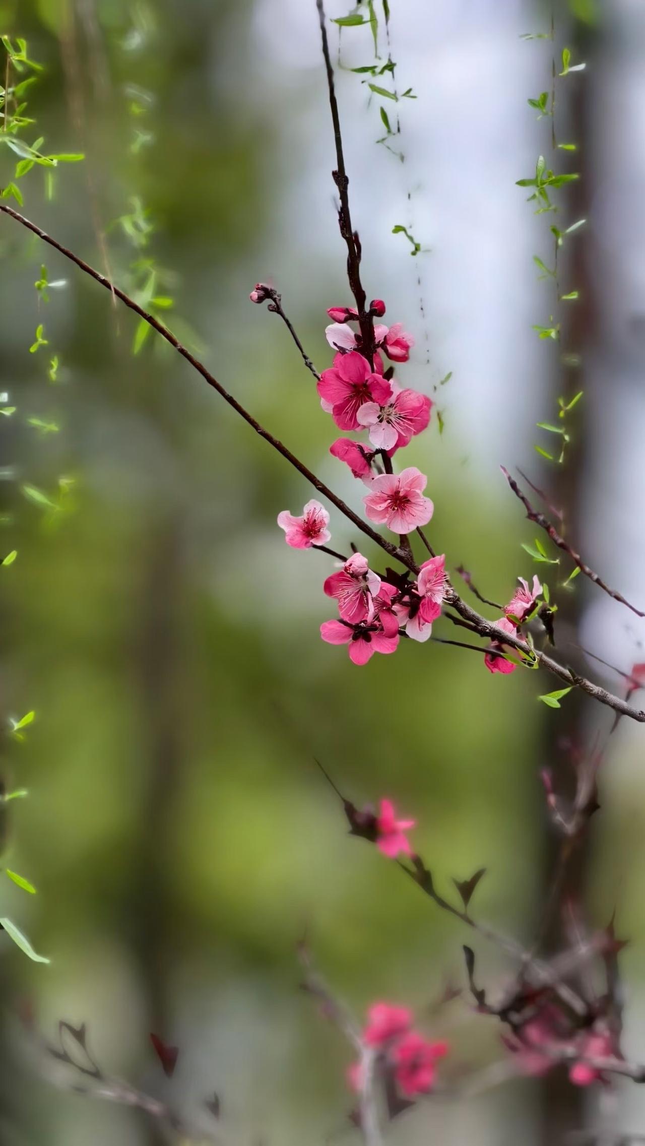 小重山·饯春谷雨长空淡碧云，群峰排翠浪、接江滨。垂杨倚岸隔风尘，飘