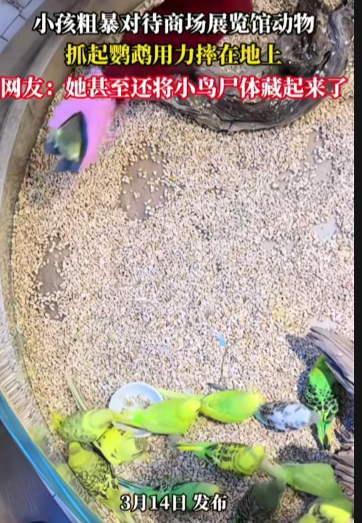 这哪里是孩子，简直就是恶魔！一小孩粗暴对待商场展览馆动物，抓起鹦鹉用力摔在地