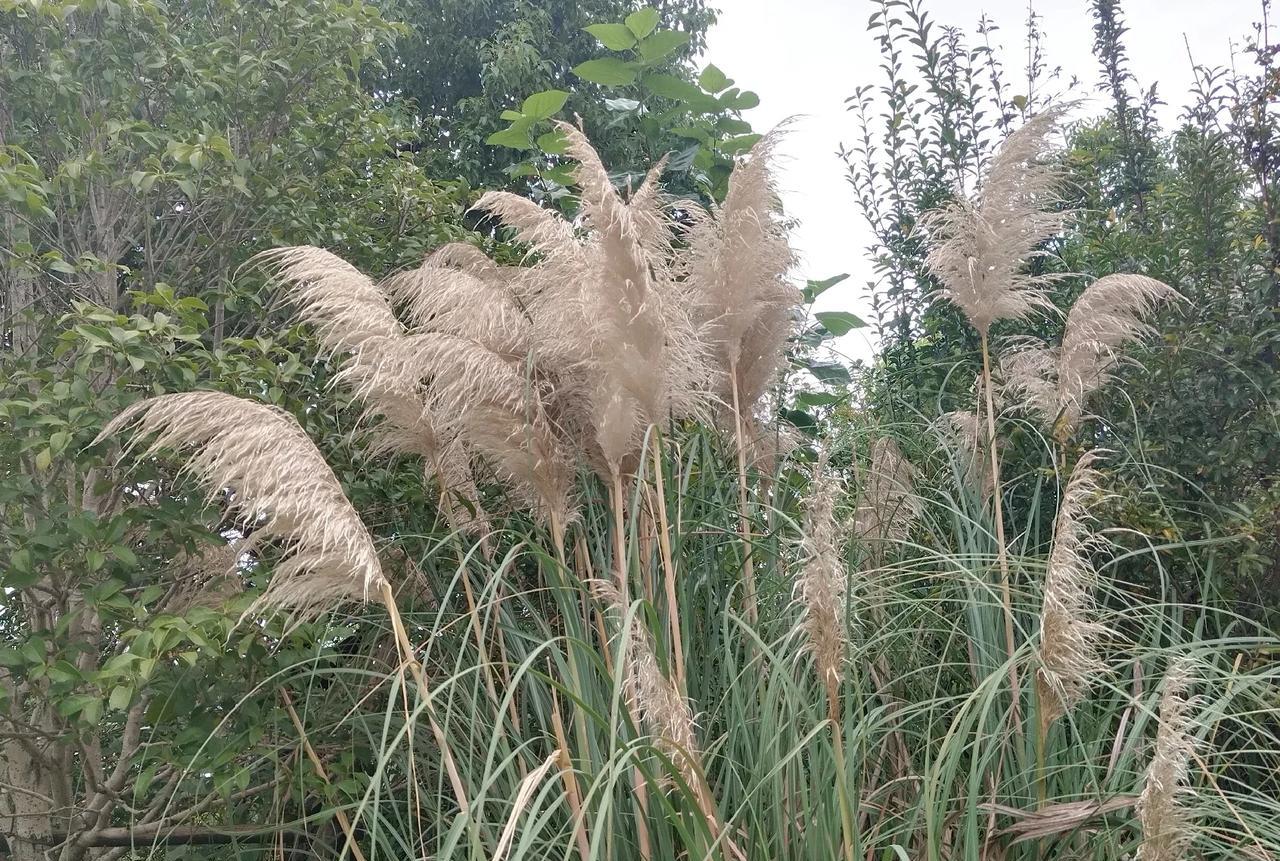 养儿子最怕的就是，儿子没教育好，又娶个不靠谱的儿媳妇，不管怎么对她，她都不如意，