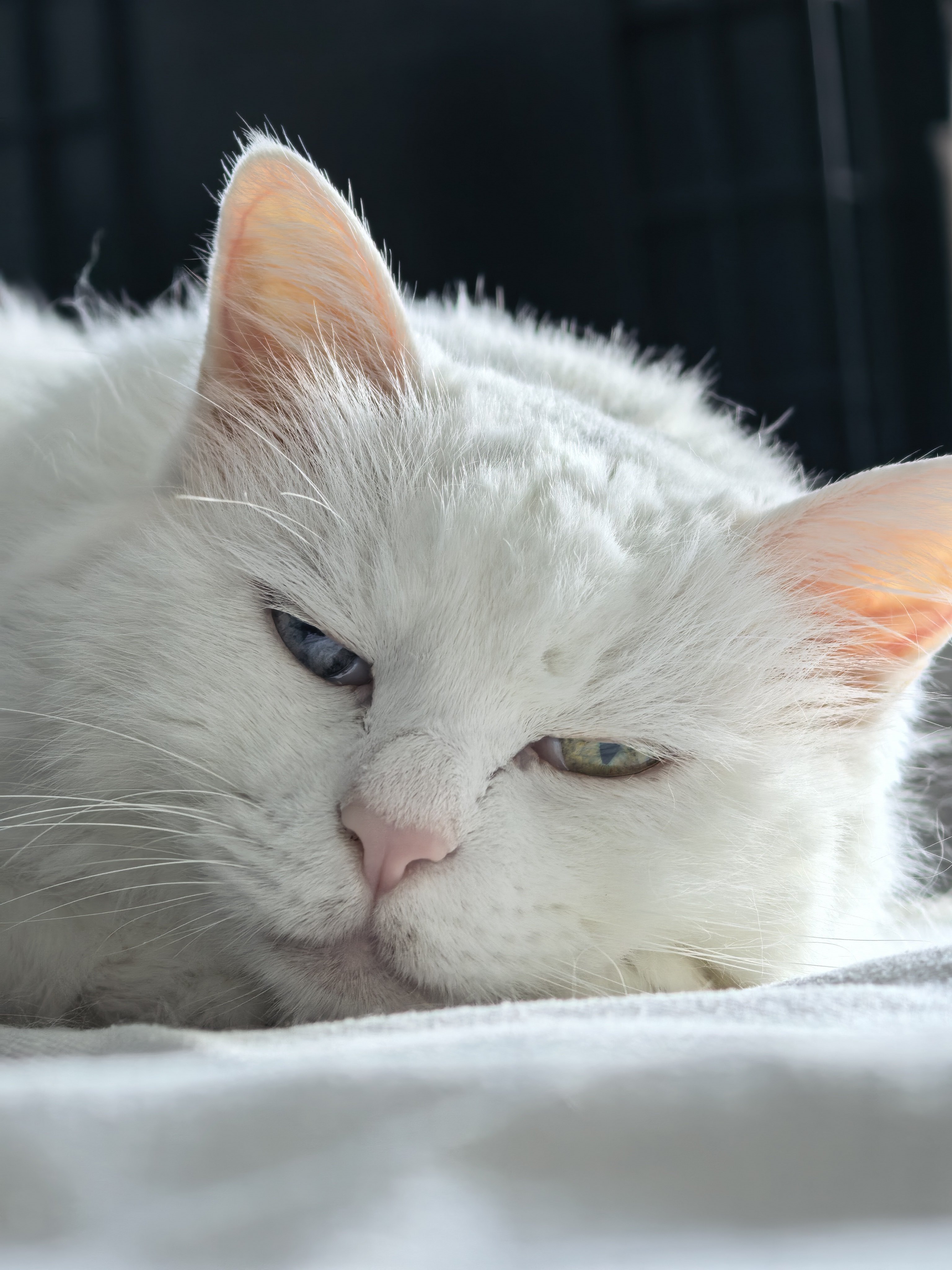 早上好啊！小猫咪还没睡醒