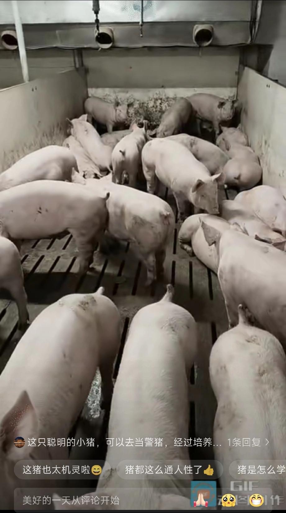 哈哈，笑不活了”近日河北某养猪场里的一只猪，只要饲养对着它勾勾手，它就会马上屁颠