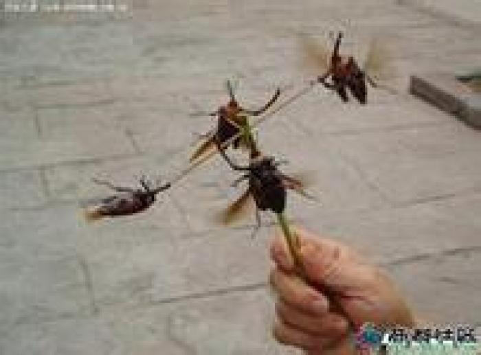 你说的这个棚血莲，我一听就懂，这是咱淄博老辈孩子夏天最经典的玩具虫！按你说的：