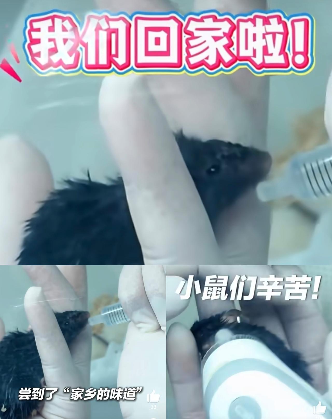 4只航天鼠立大功啦！神舟二十一号上的四只小黑鼠！我特意查了一下，为什么带小黑