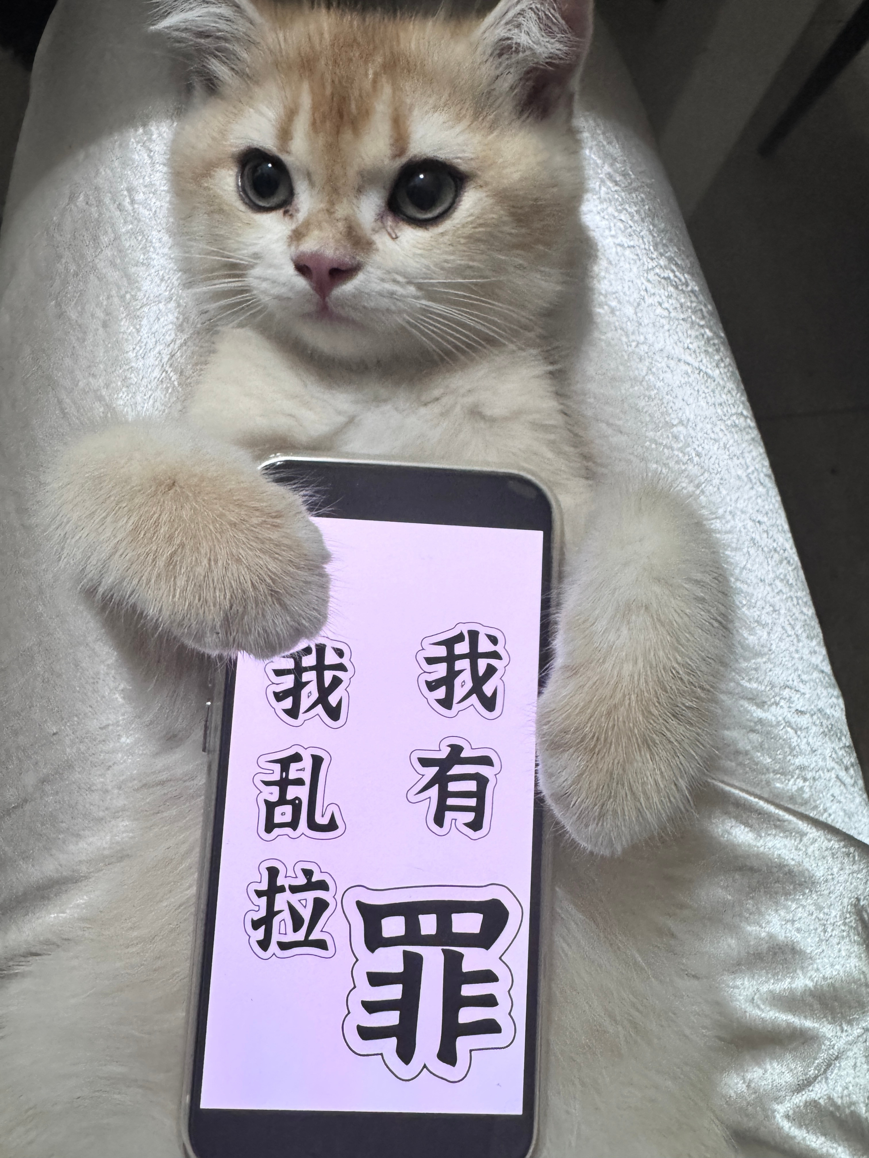 哼哼，我要挂一只到处乱拉的小喵（是掐​​​