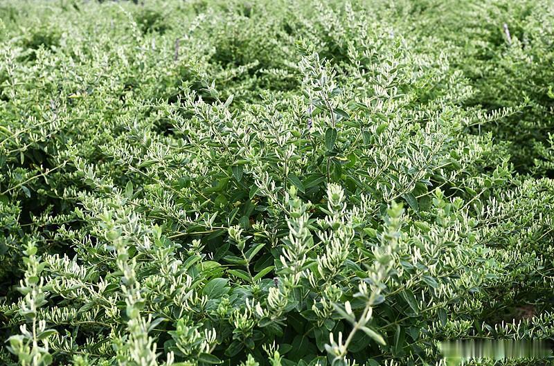莱州西葛村这波操作真的把特色种植玩出了新花样。之前就知道当地不少农户靠种普通玫