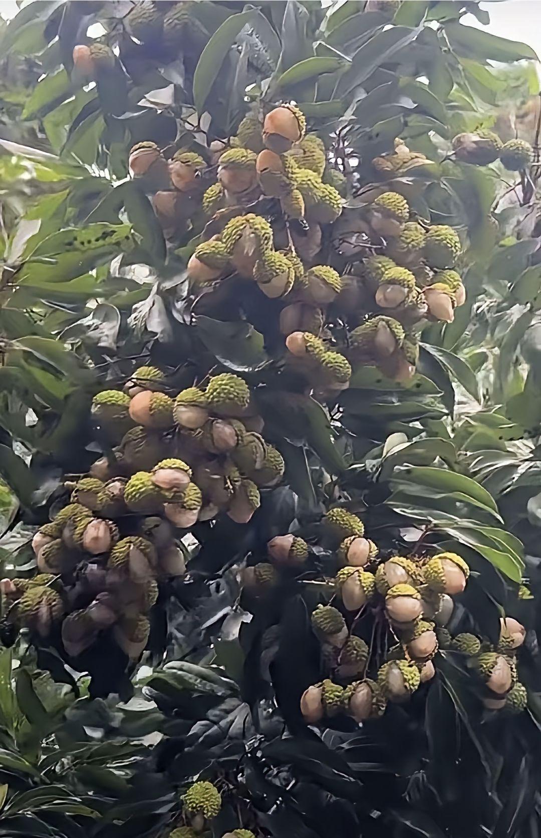 这是妃子笑荔枝，还是开口笑荔枝？这些荔枝都还在树上，怎么就全部都裂开嘴笑了呢？这