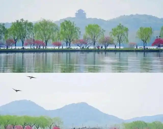 杭州西湖的苏堤本来种的都是桃树和柳树，春天桃红柳绿，是江南最经典的画面。日本人占