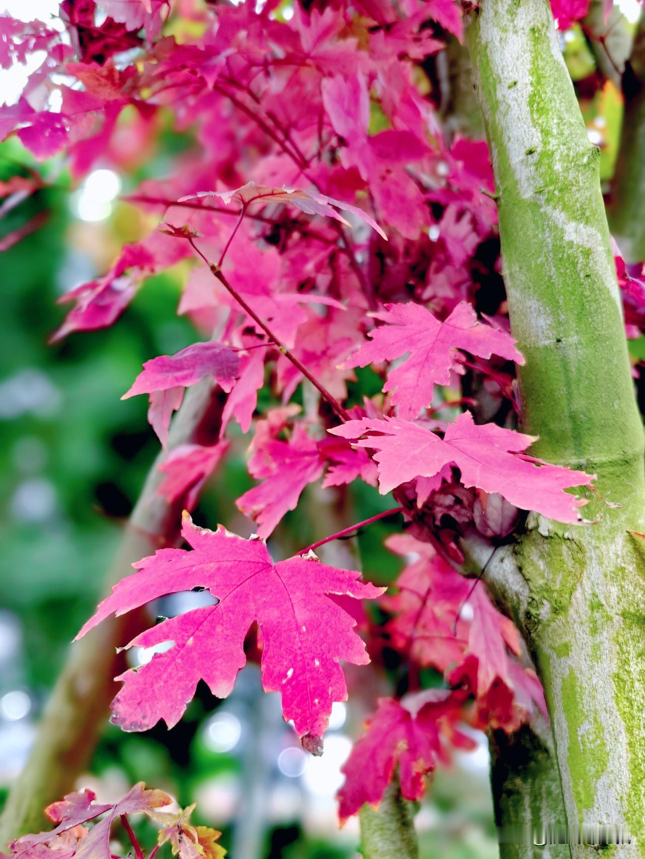 秋天的思念，就在三星湖畔。人间朝暮，叶落知秋，一撞见，就已枫叶殷红，层林尽染。