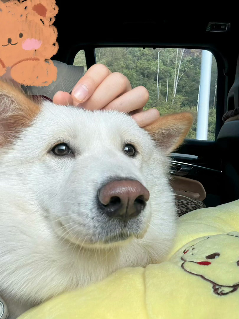 狗狗在家里看到自己的午饭：哟，今儿中午这膳咋档次一下子上来了拿错狗的饭盒去上班爆