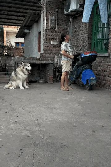 哇塞，这狗子成精了，顺便问下哪里有这样的狗子卖？狗狗狗子二狗太搞笑了成精大