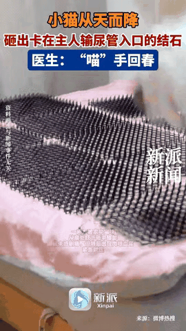 “养喵千日，用喵一时！”山东青岛的王先生在家歇着时，自家的胖猫突然从衣柜顶上跳下