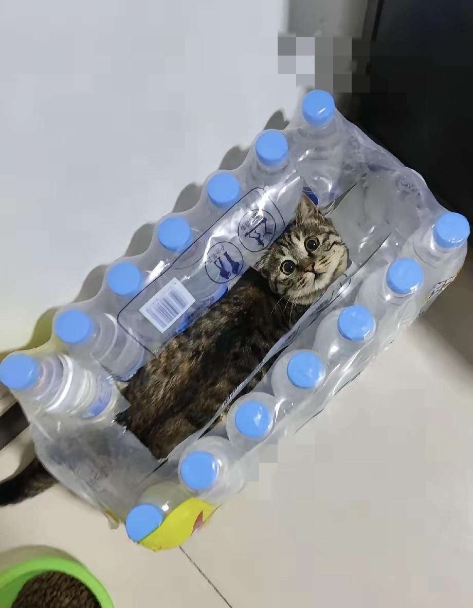 谁懂啊！被自家猫吓得魂都没了下班回家发现猫不见了，我直接