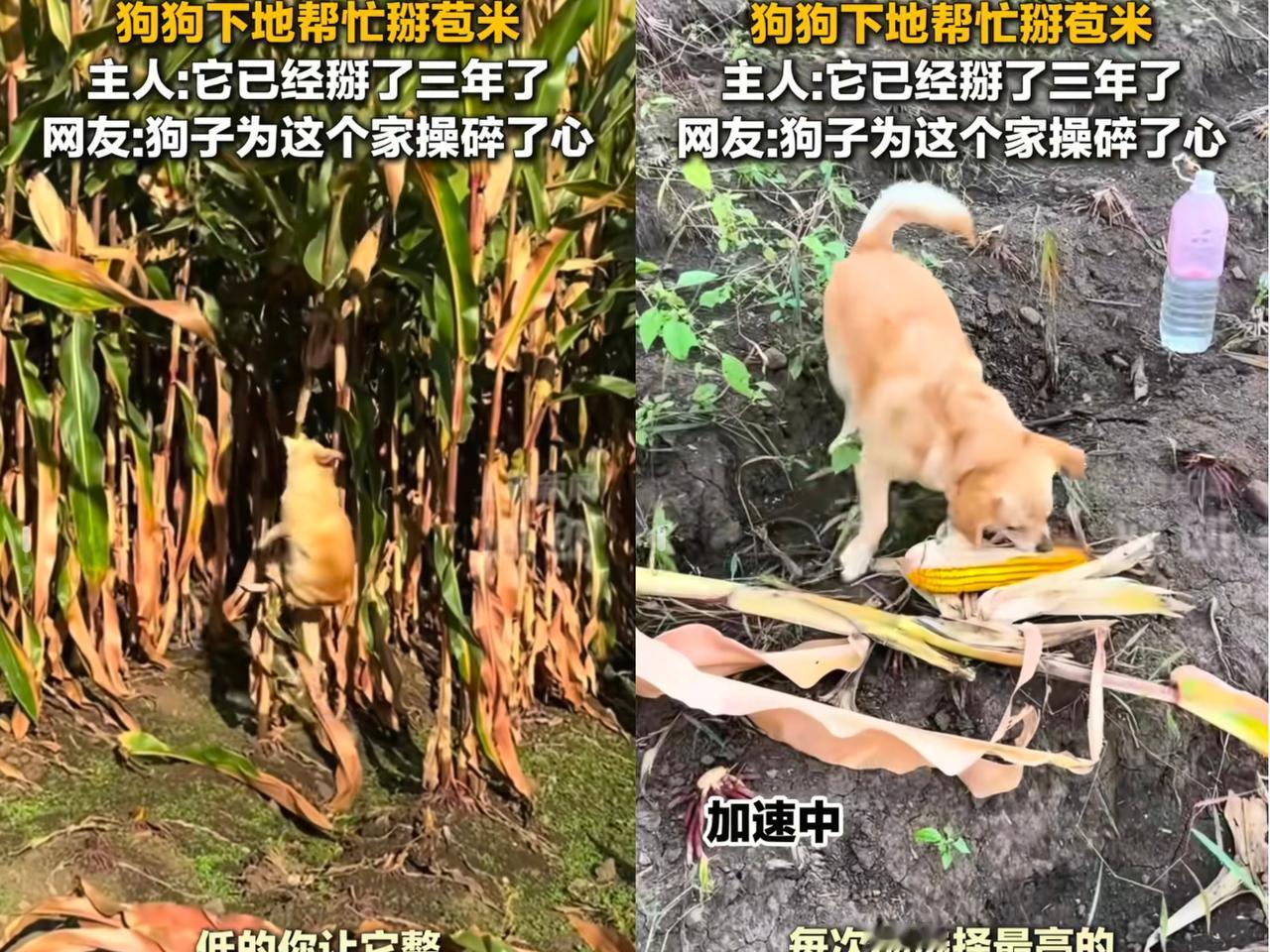 这是成精了？黑龙江，一女子去地里摘玉米，觉得光自己一人有些无聊，就把家里的狗子给