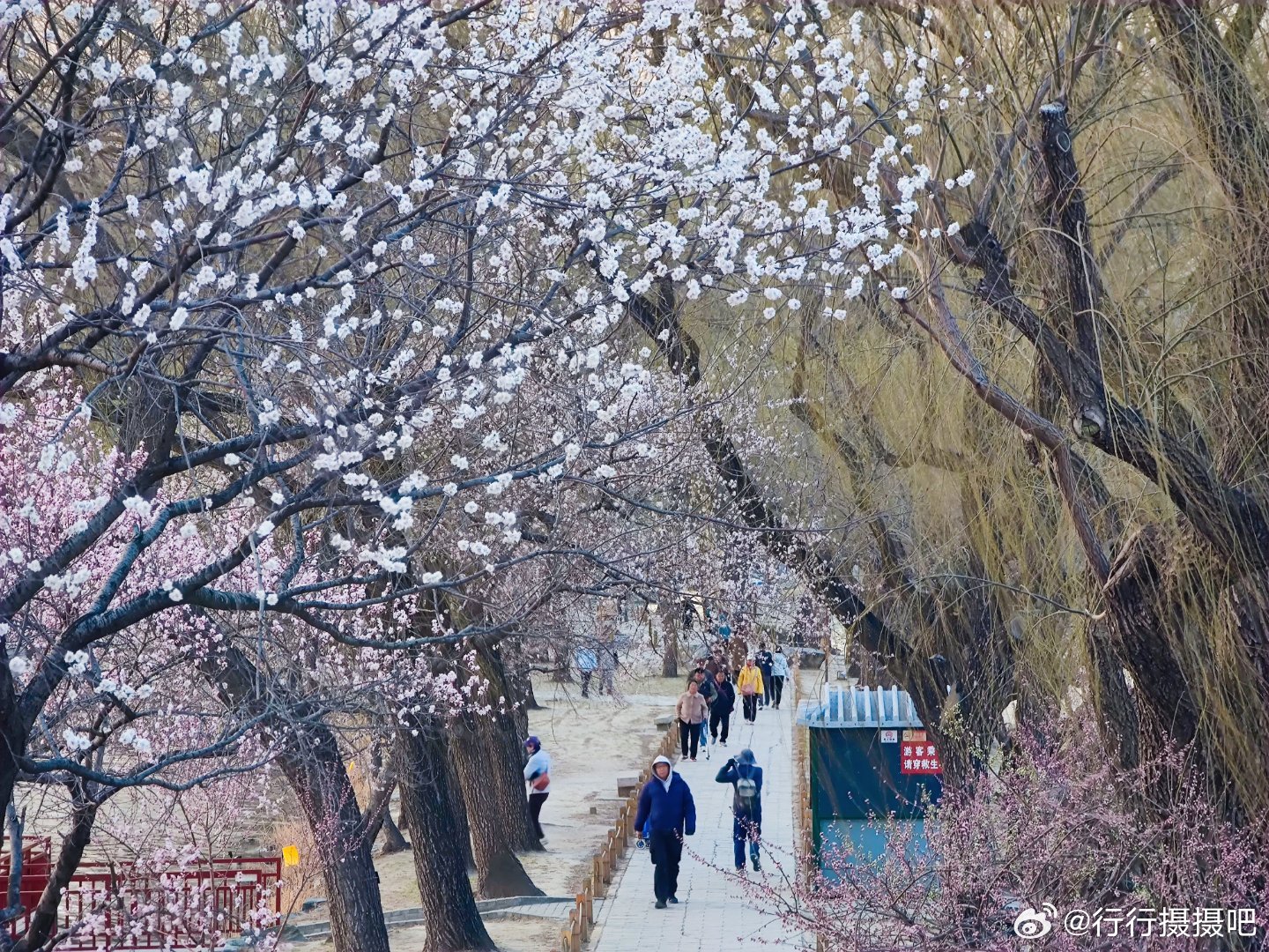 颐和园桃花春色摄影