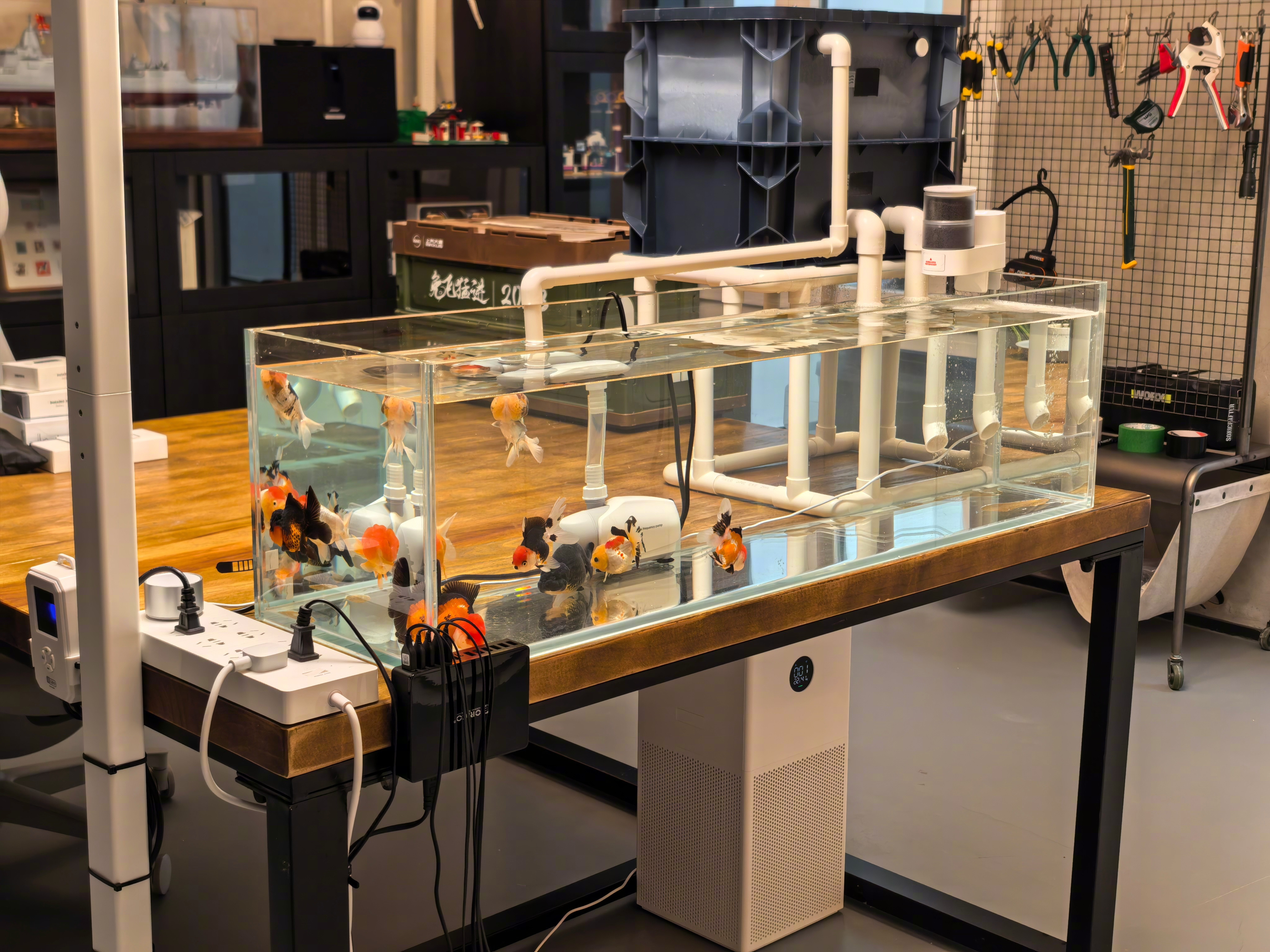 最终4条兰寿金鱼、5条泰狮金鱼，下缸。似乎这个1.1米x0.3米x0.3米的缸，