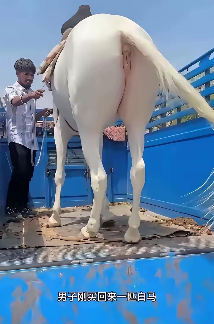 这匹白白胖胖的骏马被一位印度大哥入手买下，本来就是普通的牲畜交易，平平无奇的一件
