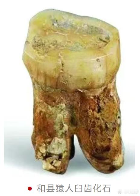 考古新发现和县猿人遗址1980-1981年，安徽省马鞍山市和县猿人遗址出土了