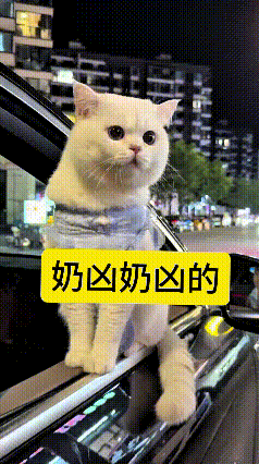 我看了好几遍这个视频，这只小白猫趴在车窗边上，仗着自家主人撑腰，一副奶凶奶凶的模