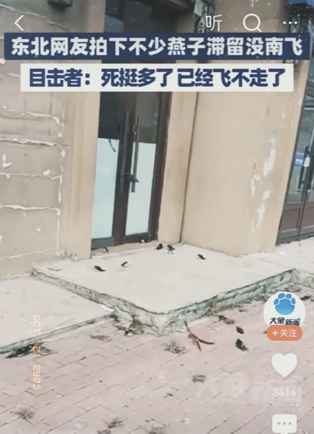东北的燕子真的“懵”了！本该南飞的它们，愣是成群结队冻在电线杆上，甚至有不少直接