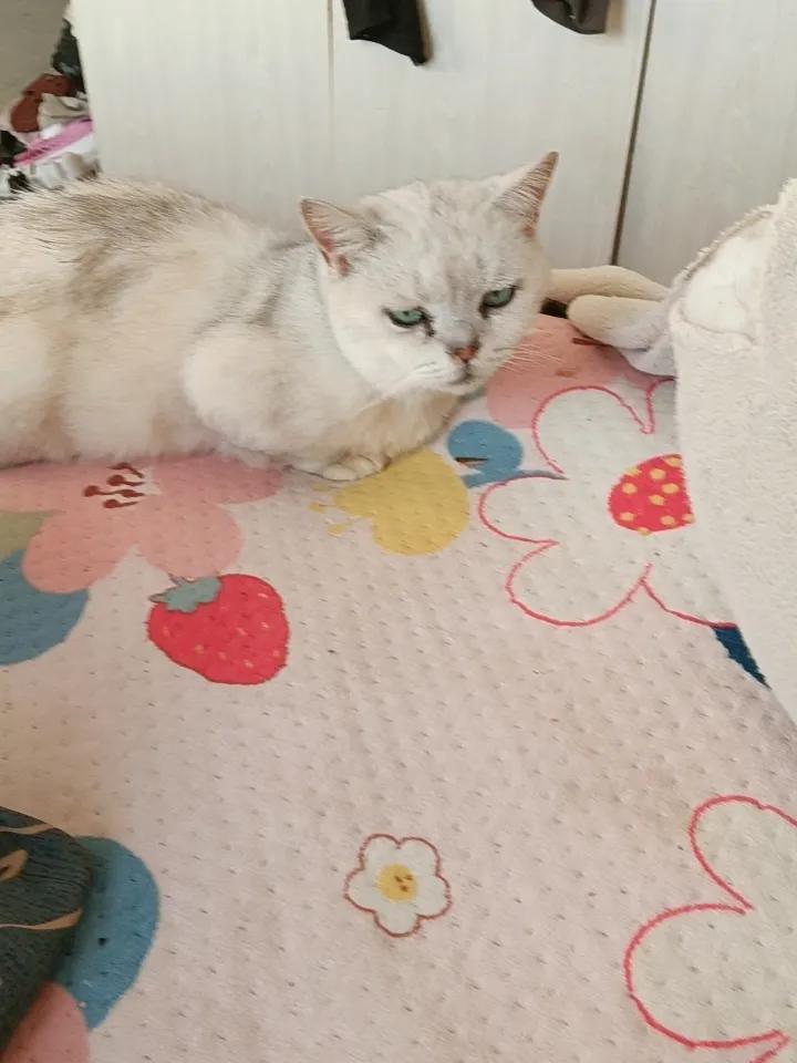 给大家分享我家猫睡觉的照片。照片里它正蜷成一团，像个毛茸茸的圆球。养猫久了才懂，