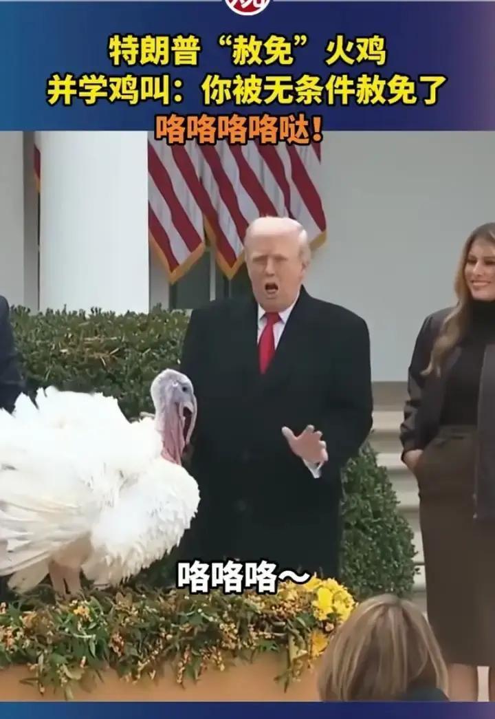 万万没想到网友调侃：佩洛西要是看到特朗普赦免火鸡这段视频，估计得气的月经不调了