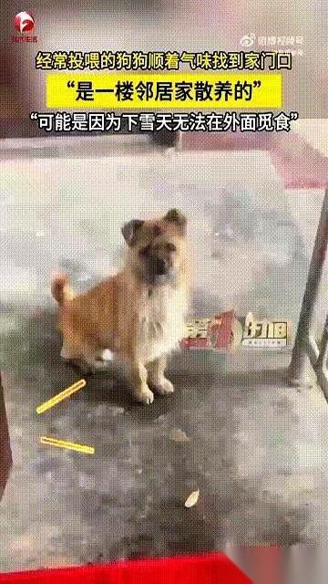 它爬了六层楼。在一场铺天盖地的大雪里，从一楼，一步一步，爬到了六楼我家门口。