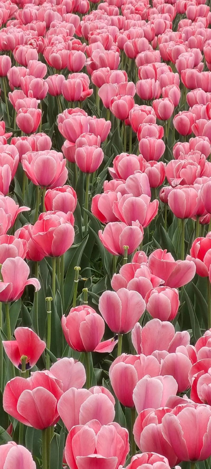 春天是万物复苏的季节，空气中弥漫着花香和温暖的气息。每当春天来临，我总喜欢走出家