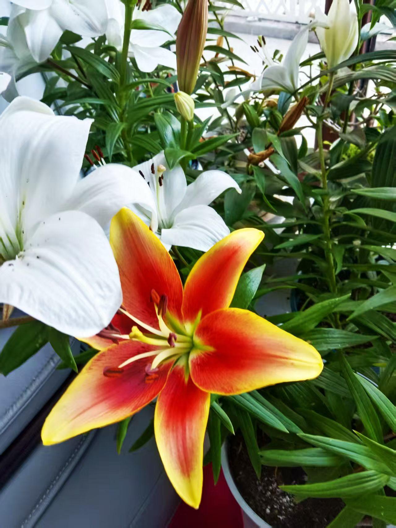 童言真的很无忌外孙女说：“姥姥，妈妈每次和爸爸吵架，奶奶知道后总是先把我爸爸教