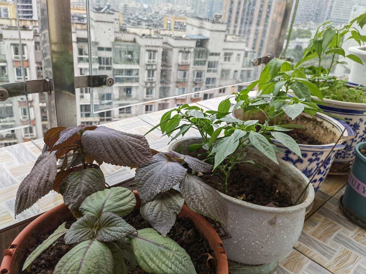 今年试验种了一些反季节的蔬菜后，我再也不敢吃反季节蔬菜的，还是老老实实地听老祖宗