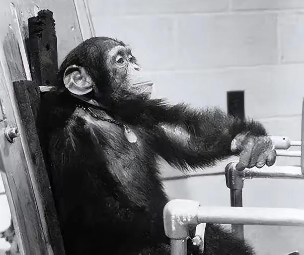 1961年1月31日，美国一只黑猩猩从太空返回，救援人员打开舱门时它咧嘴大笑。所