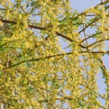 种植🌾种植金丝垂柳的注意事项一、土壤条件，金丝垂柳喜欢温暖、潮湿、肥沃的土壤