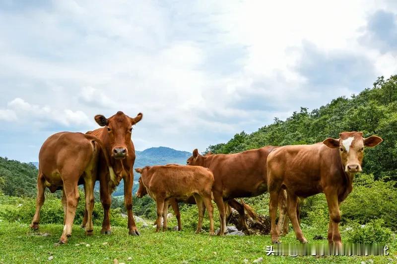 兄弟，以后别再自称牛马了。马发情时可是会分配对象的，牛呢，一年到头也就春天忙点活