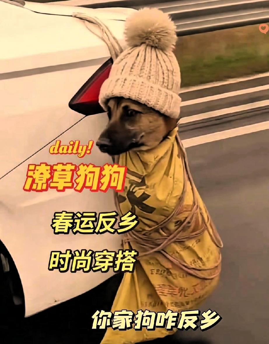 这是春运最惨“乘客”吗？被绑车尾返乡，还被迫戴针织帽保暖，看完又好笑又心疼！
