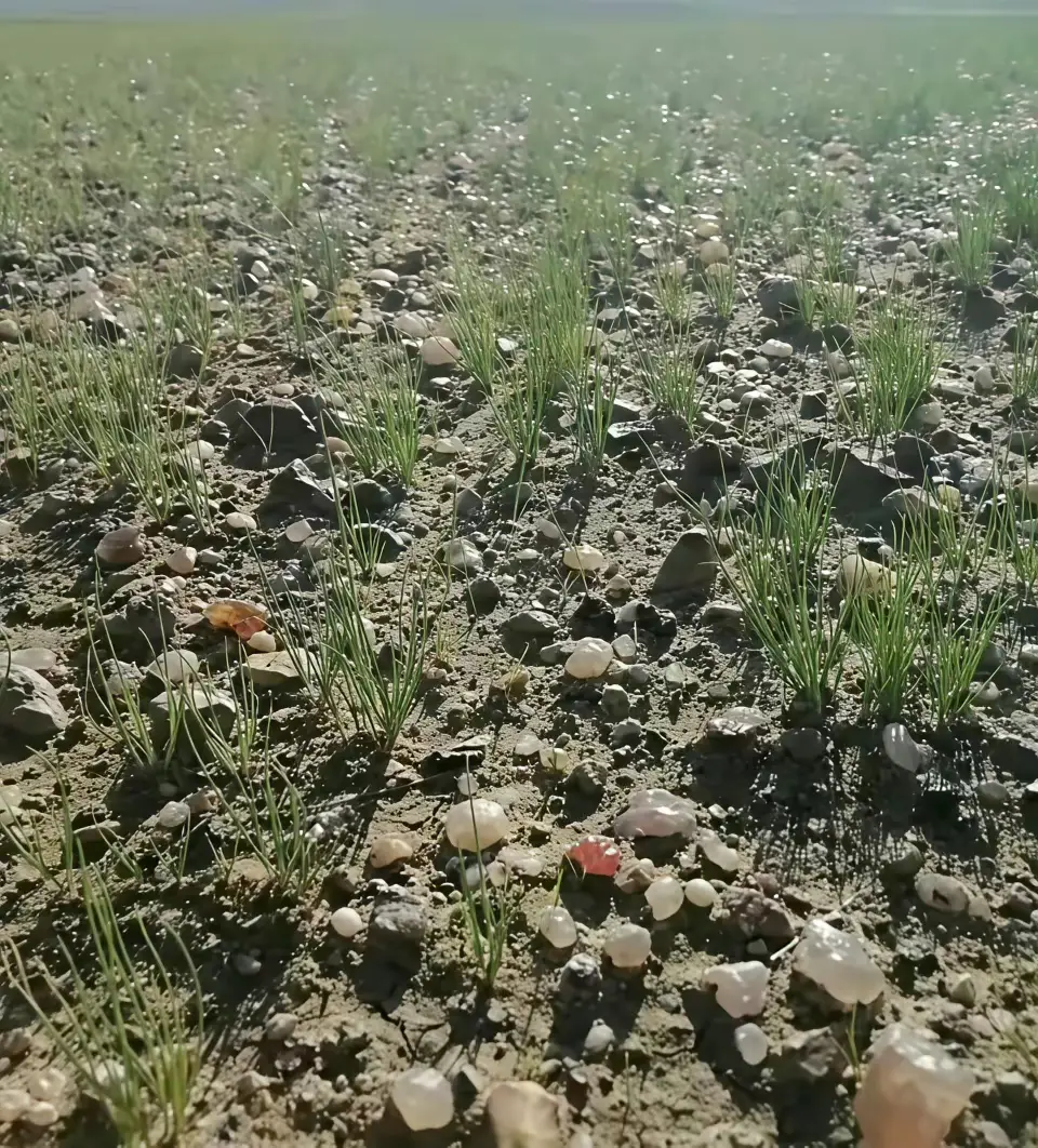 在新疆种地，石头太多了怎么办？