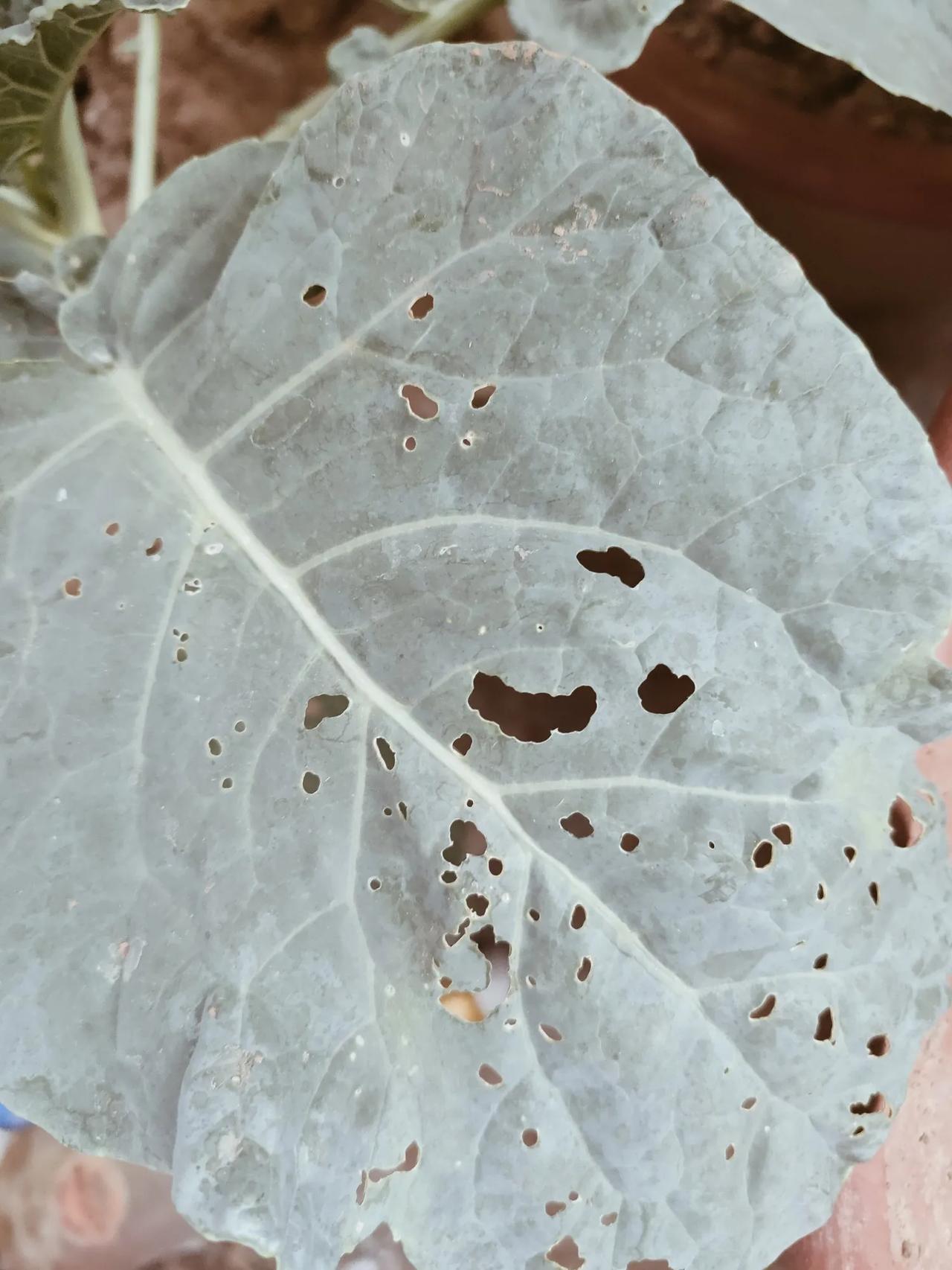 西兰花真是个难搞的蔬菜我都喷了好几次药了怎么还是一直有虫子这是根本杀不完啊
