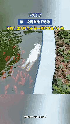 长见识了，第一次看到兔子游泳！[哭哭]