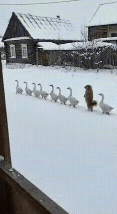 狗狗解锁“鸭群队长”新技能，这波跨界操作绝了！你能想