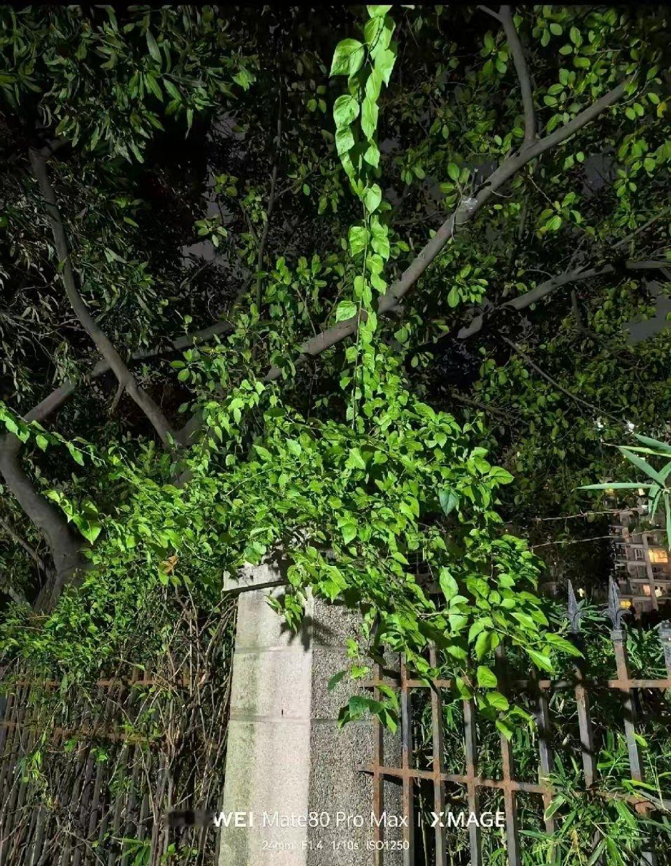 华为红枫Mate80Rr0Max和荣耀阿莱Magic9RroMax夜景对比！​