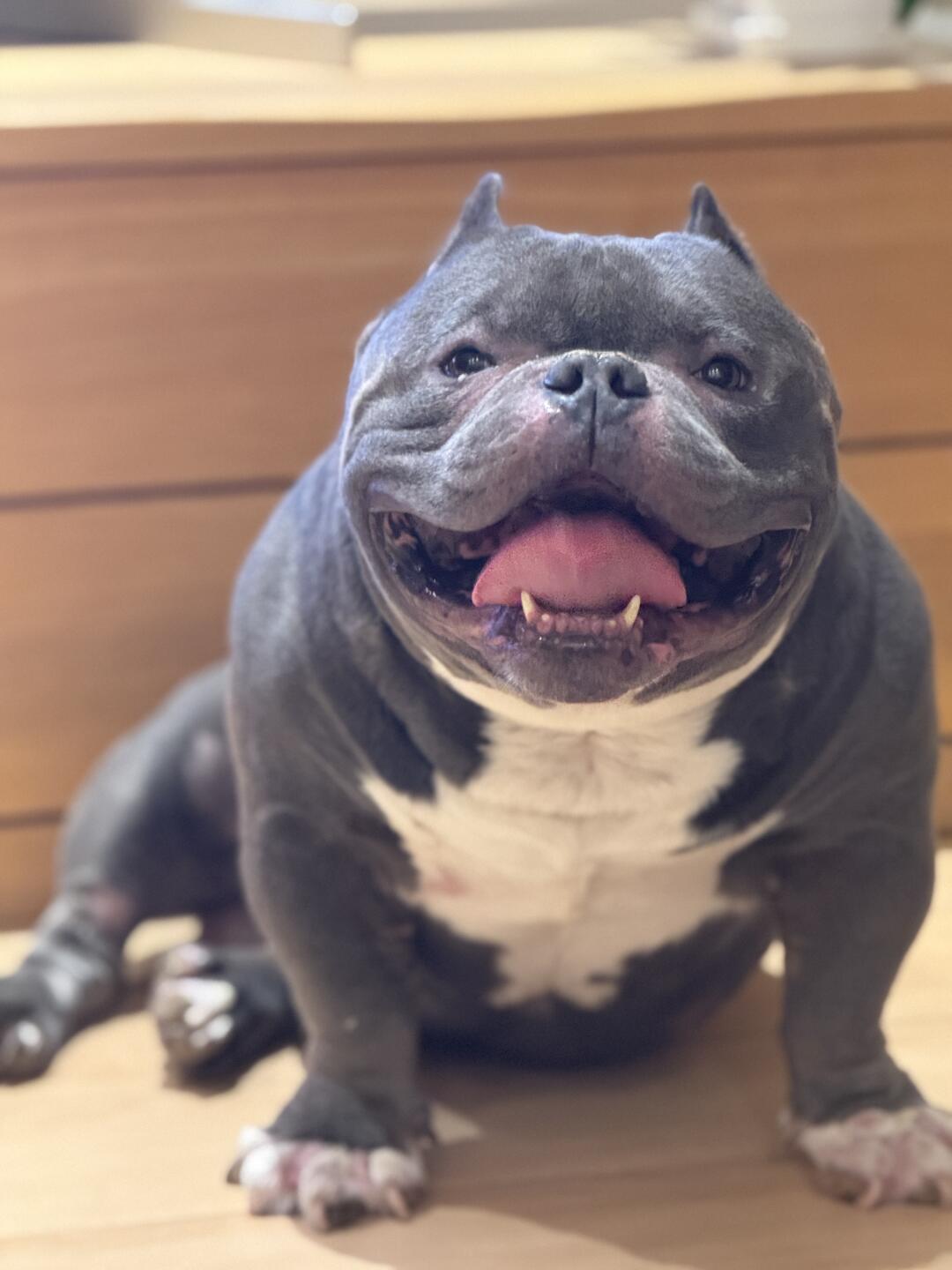 晚上小狗终于能下楼了🐶