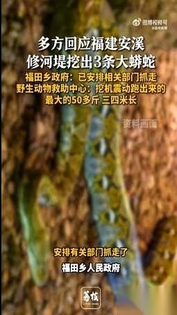 挖机师傅一铲子下去，估计魂儿都吓飞了一半。不是一条，是三条。三米多长，五十多斤