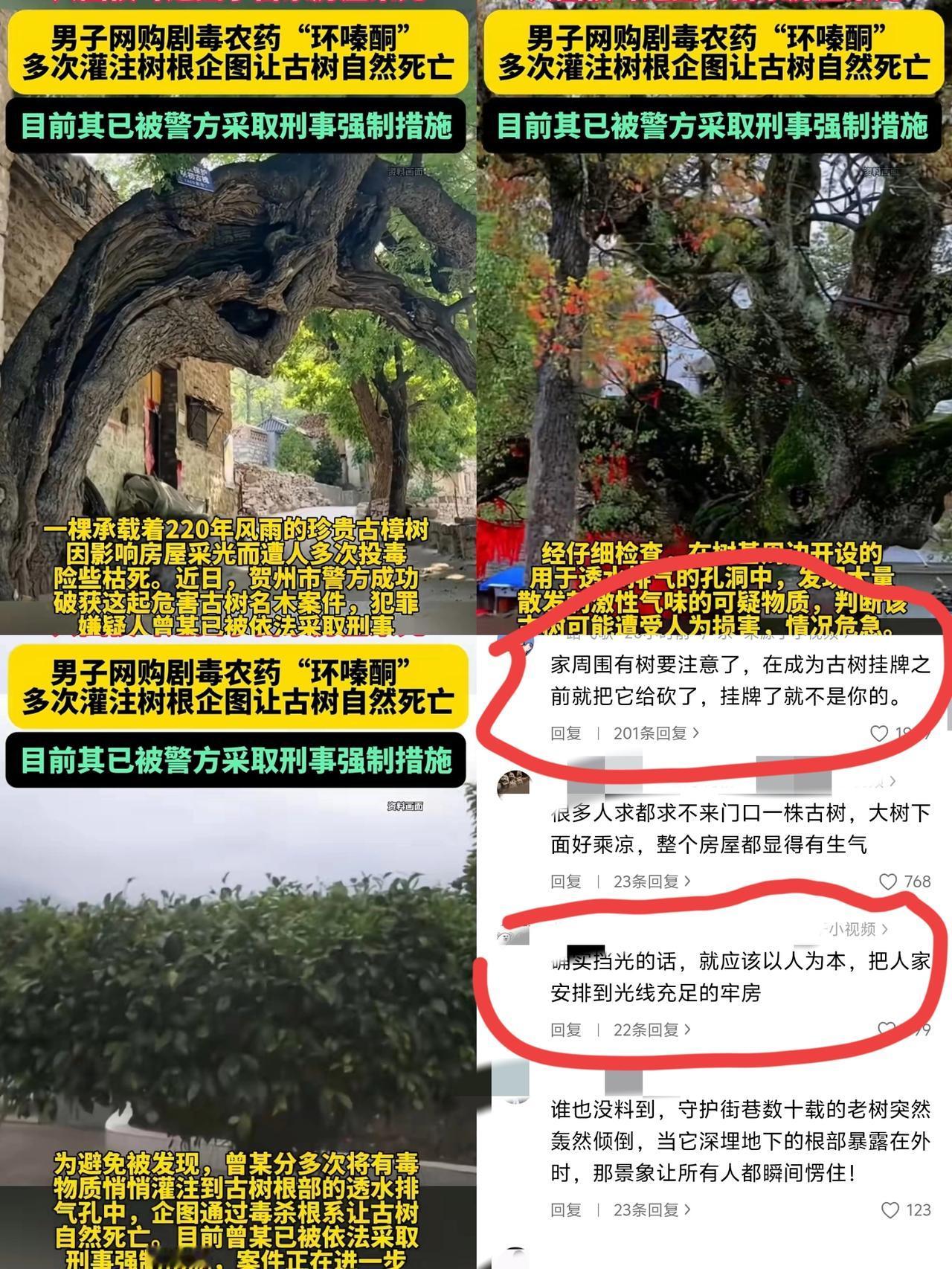 人究竟能坏到什么程度？广西一棵220年珍贵古樟树，竟遭人多次用农药下毒，原因
