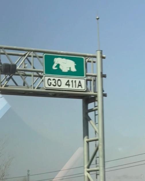 高速高架上，怎么有只大象？谁来给普及普及！