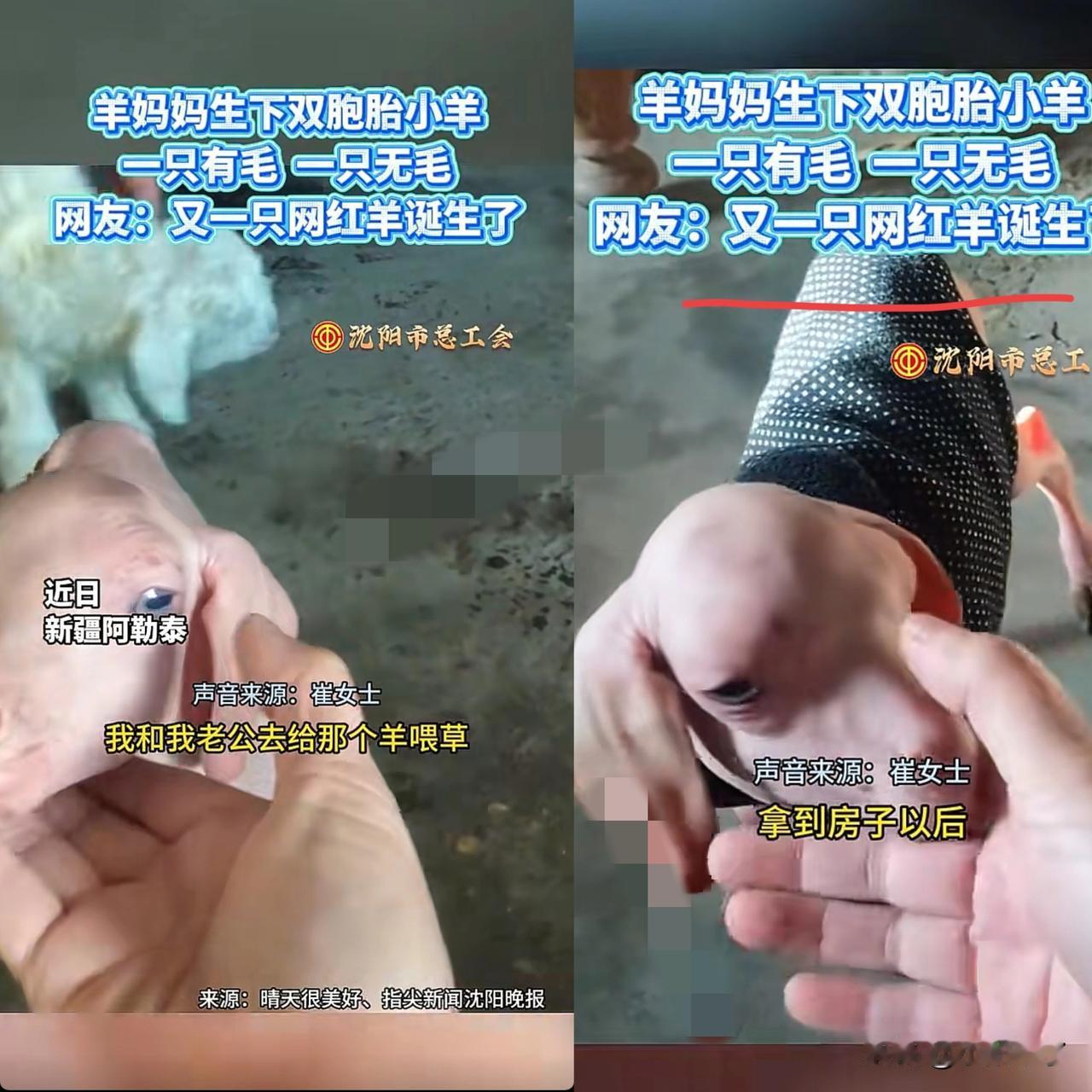 新疆，女子早上去羊圈喂羊，结果一推开门直接傻眼了，母羊生下了一对双胞胎小羊羔，一