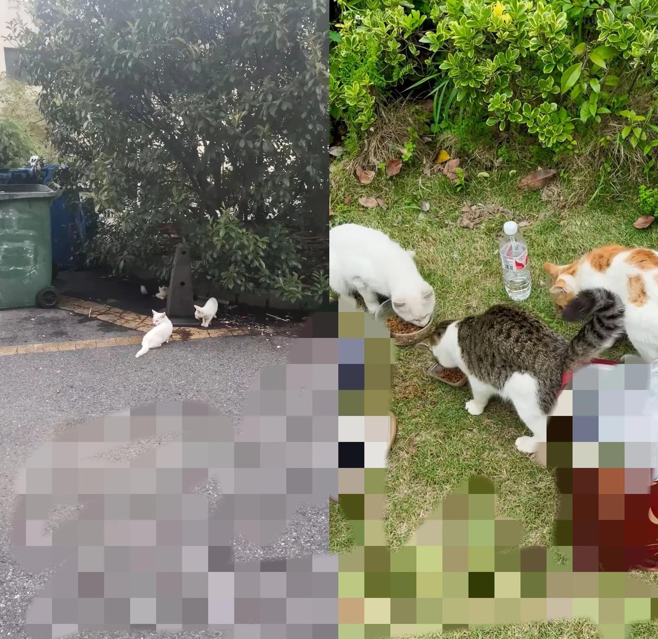 救猫一命，哪用算什么浮屠等级啊！你看那几只流浪猫，瘦得能数出骨头
