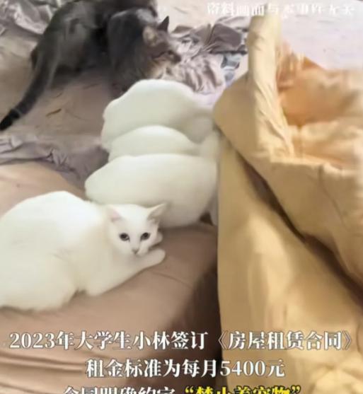 北京一个小伙子花5400块租了套房，合同写得清清楚楚不准养宠物，结果他转头就抱了