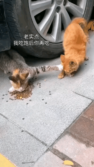 这个狸花猫也太霸道了，好心人给这两个流浪猫，喂的猫粮，狸花猫霸着自己一个人吃，黄