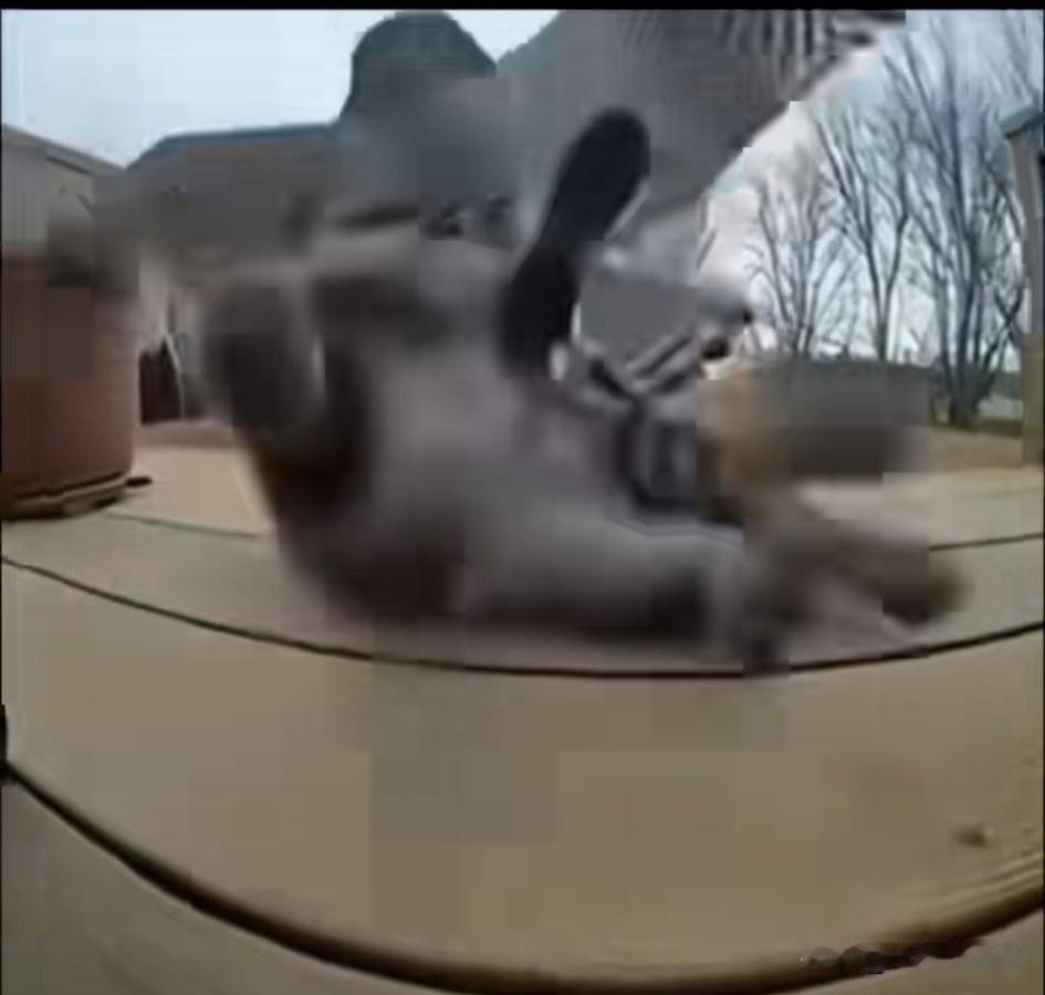在鹰的眼里，猫和兔子一样是个小猎物，在猫的眼里，这只鹰只是一个大鸟，也是个猎物。