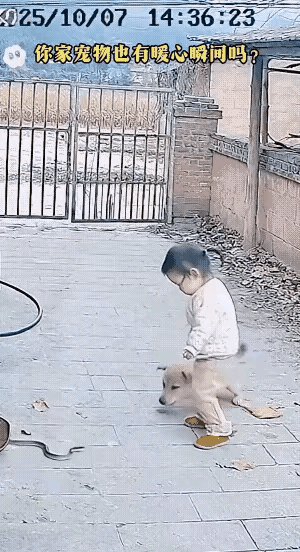 毛孩子对主人是非常忠诚的，包括对自己的小主人，也是非常的忠诚，非常的懂事，当遇到